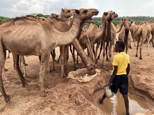 ©FAO/Dramane Bako