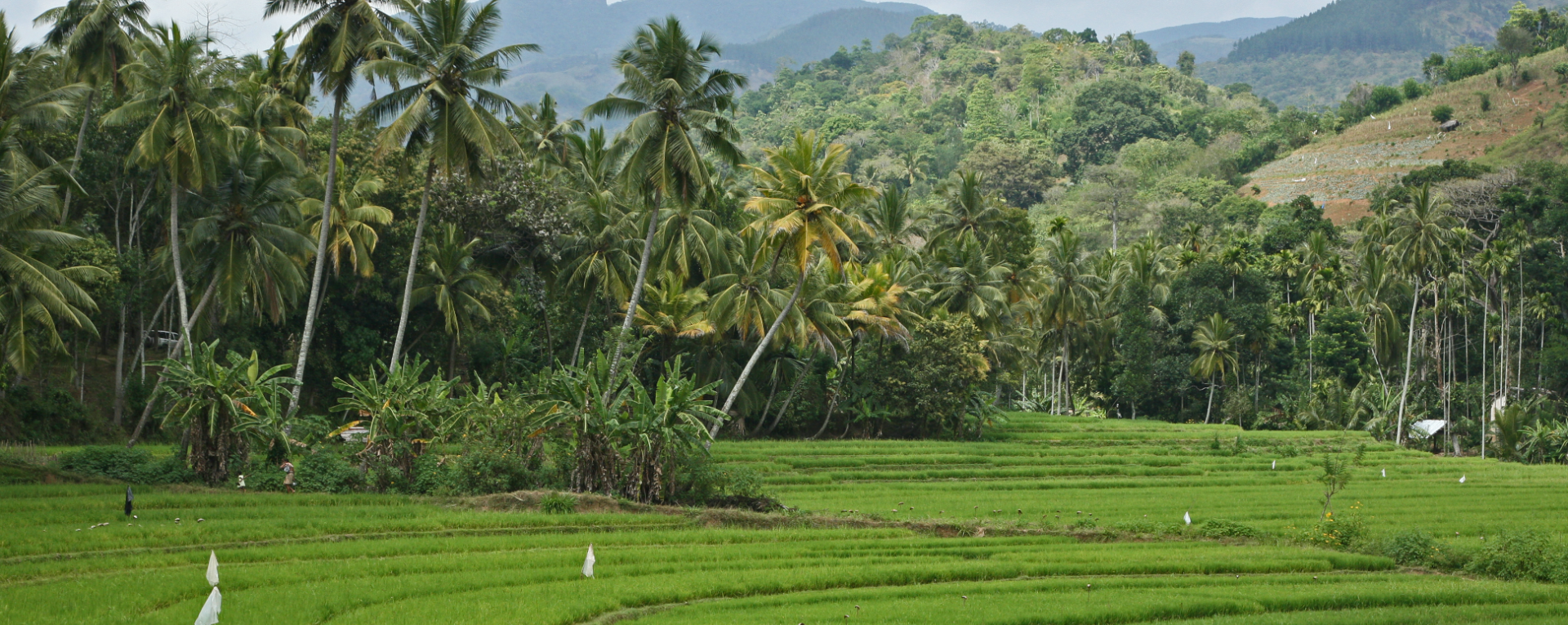 Crop fields