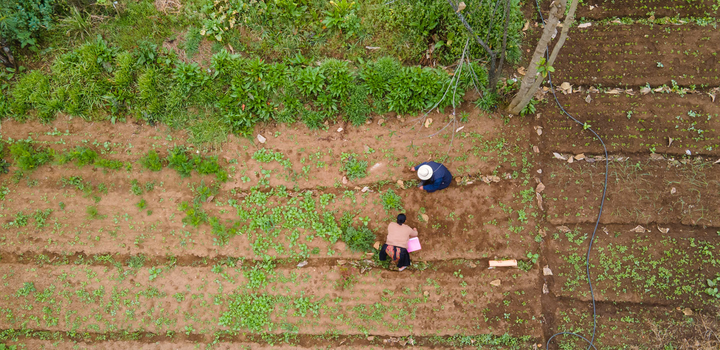 Aerial view of farmers tending crops in a field