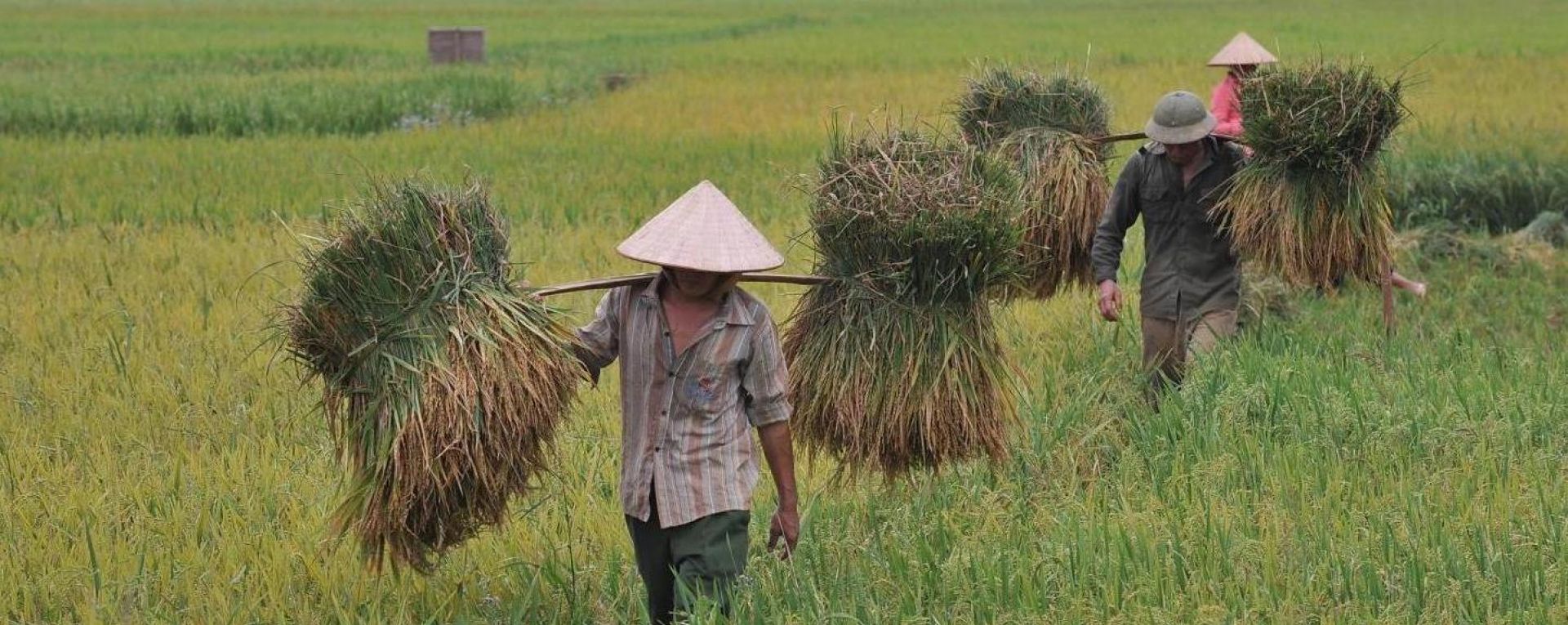 Farmers harvesting rice in Cambodia