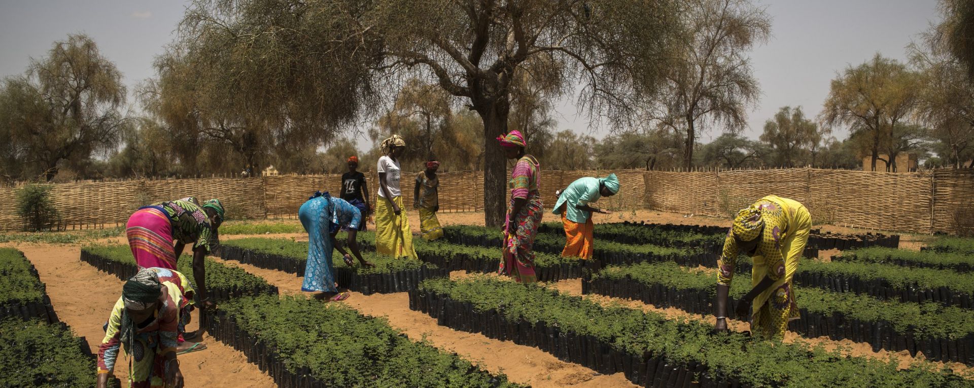 Women gardening in Cote D'Ivoire