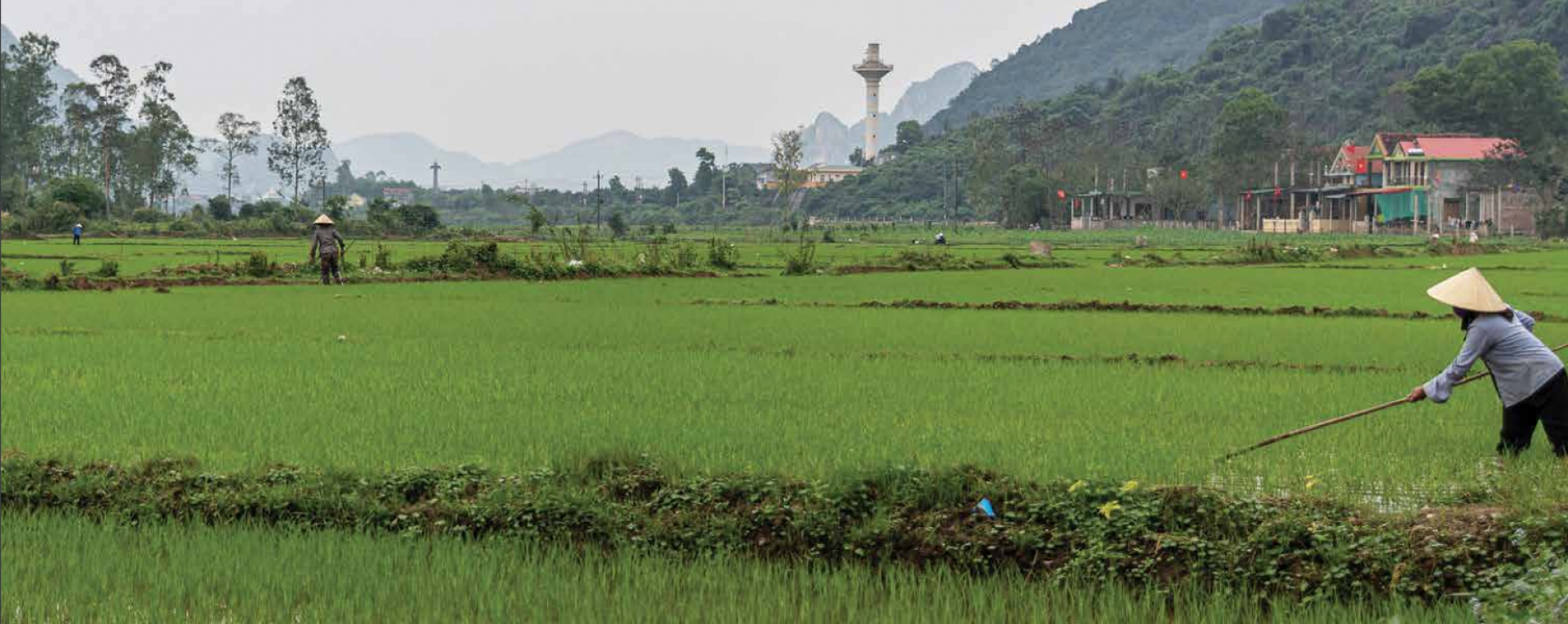 Farmer in a field