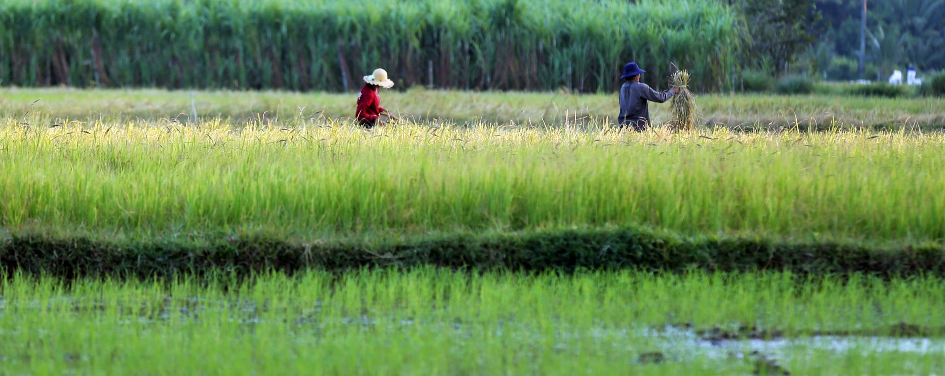 Farmers working in a crop field