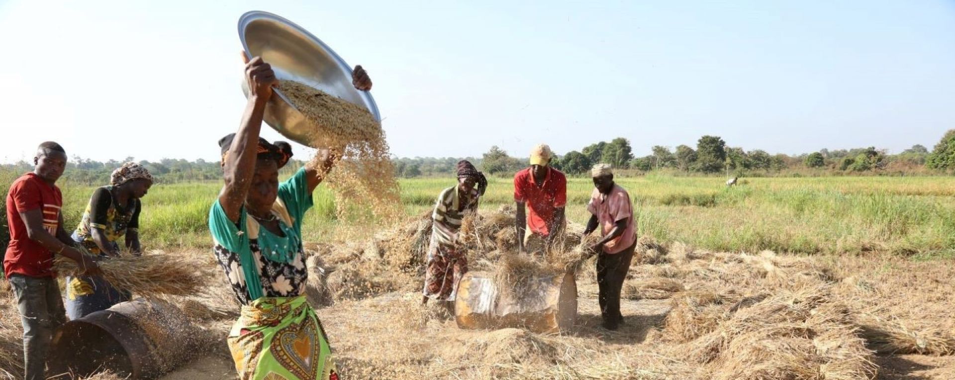 Farmers sifting grain