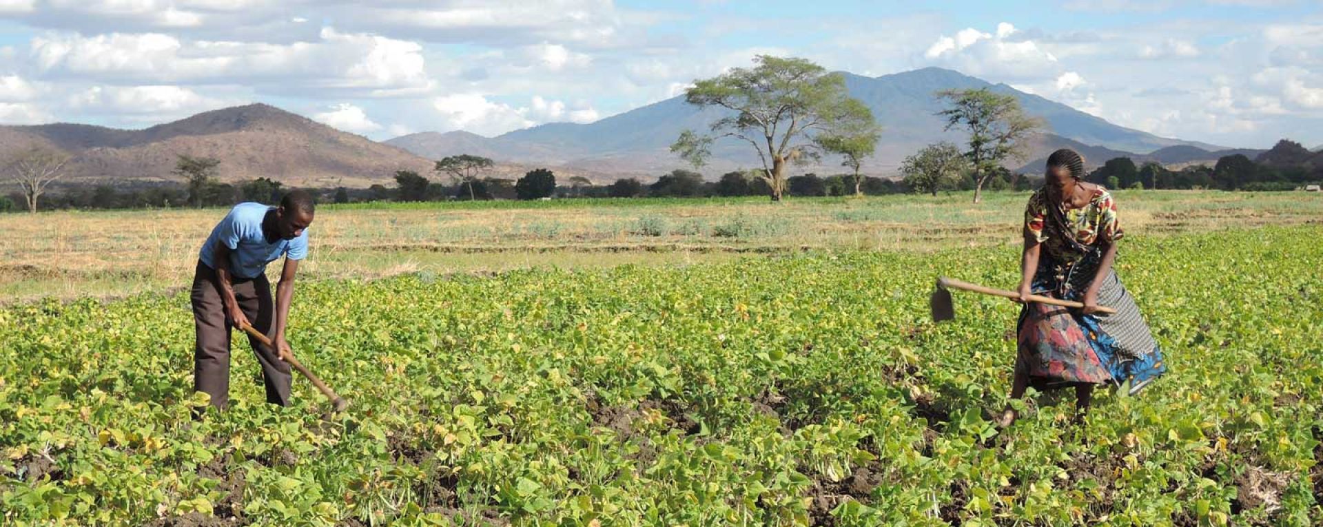 Tanzanian farmers in a field