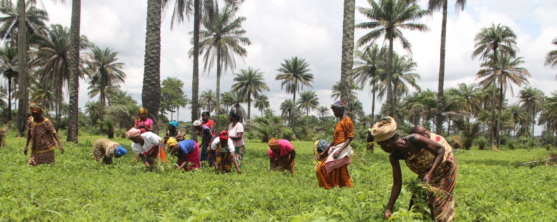 Farmers harvesting crops