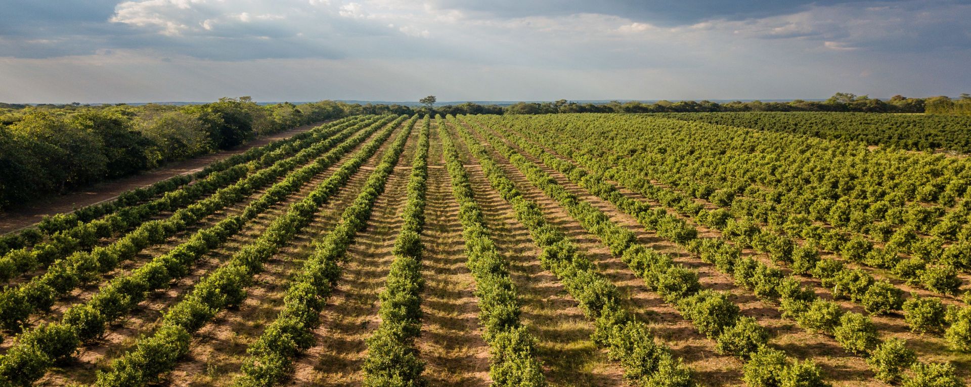 Lanscape of crops