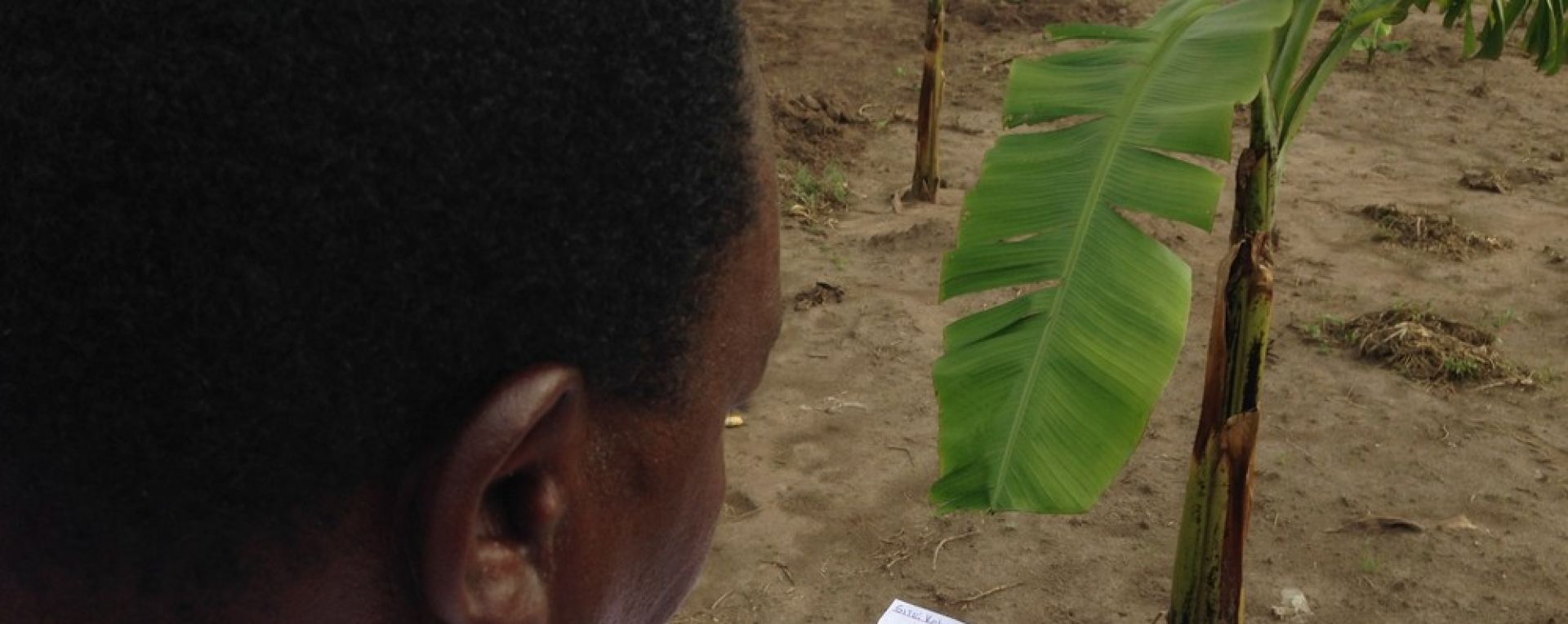 Researcher assessing crop