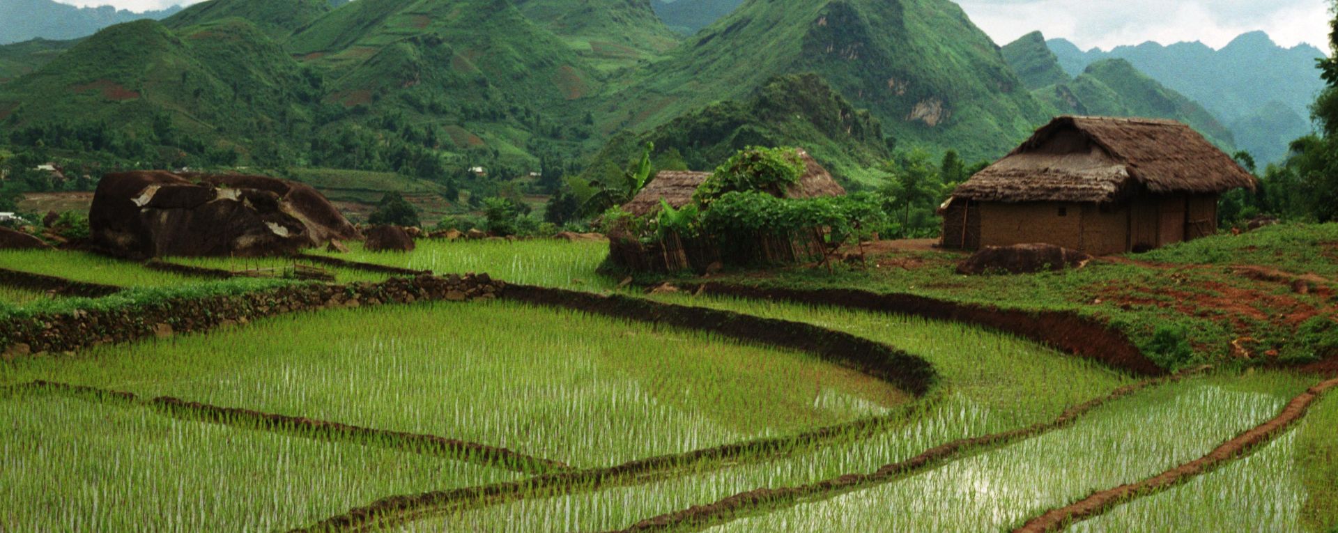 Rice fields