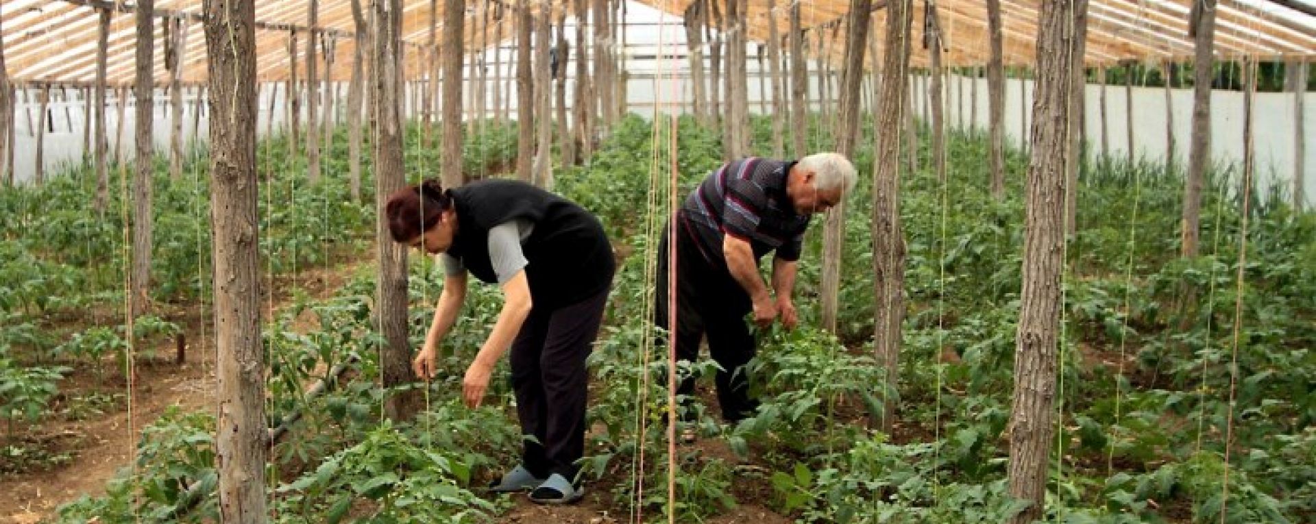 Two Georgian farmers tending to crops