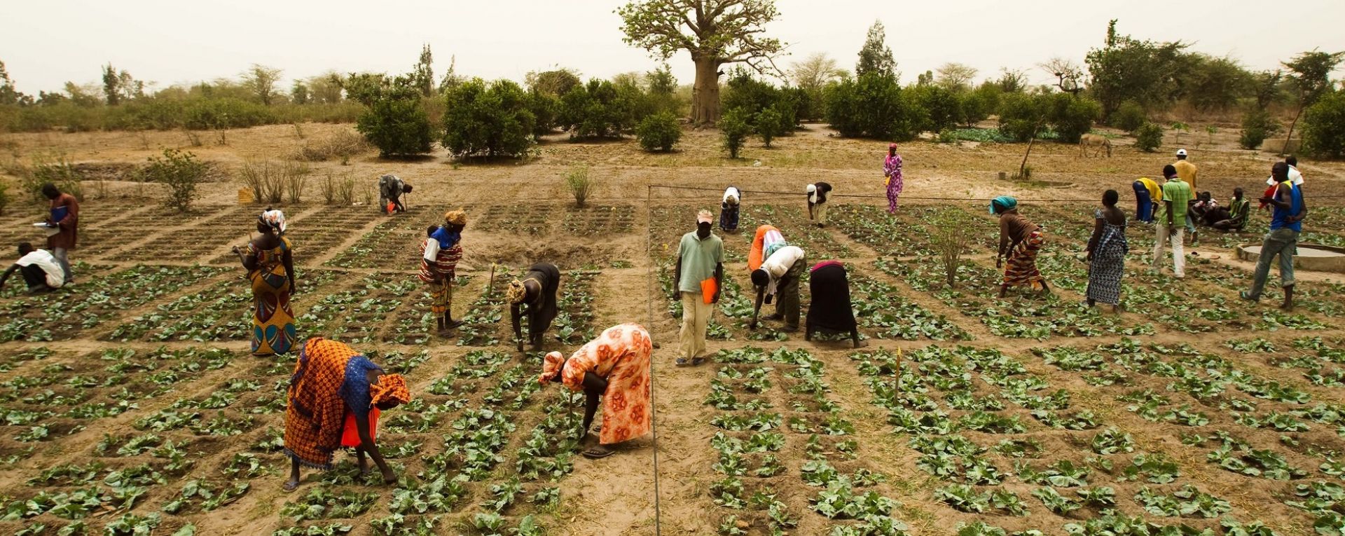 Farmers working in a crop field