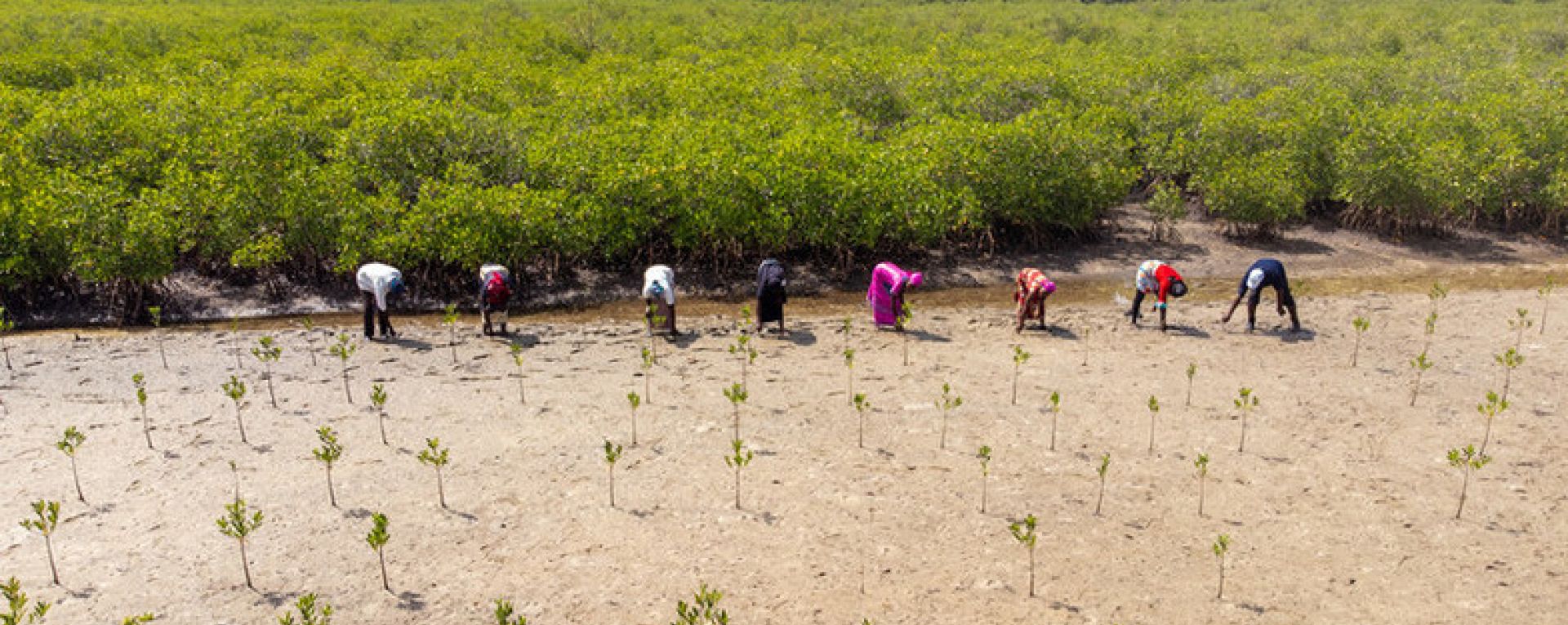 Multiple farmers weeding crops