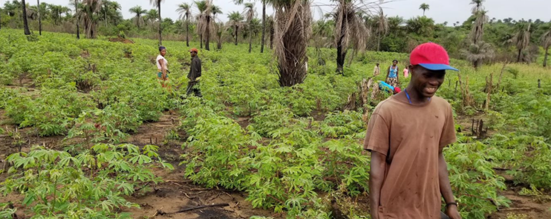 Farmers working in a crop field