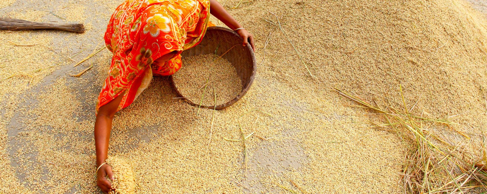 Woman gathering grain into a basket