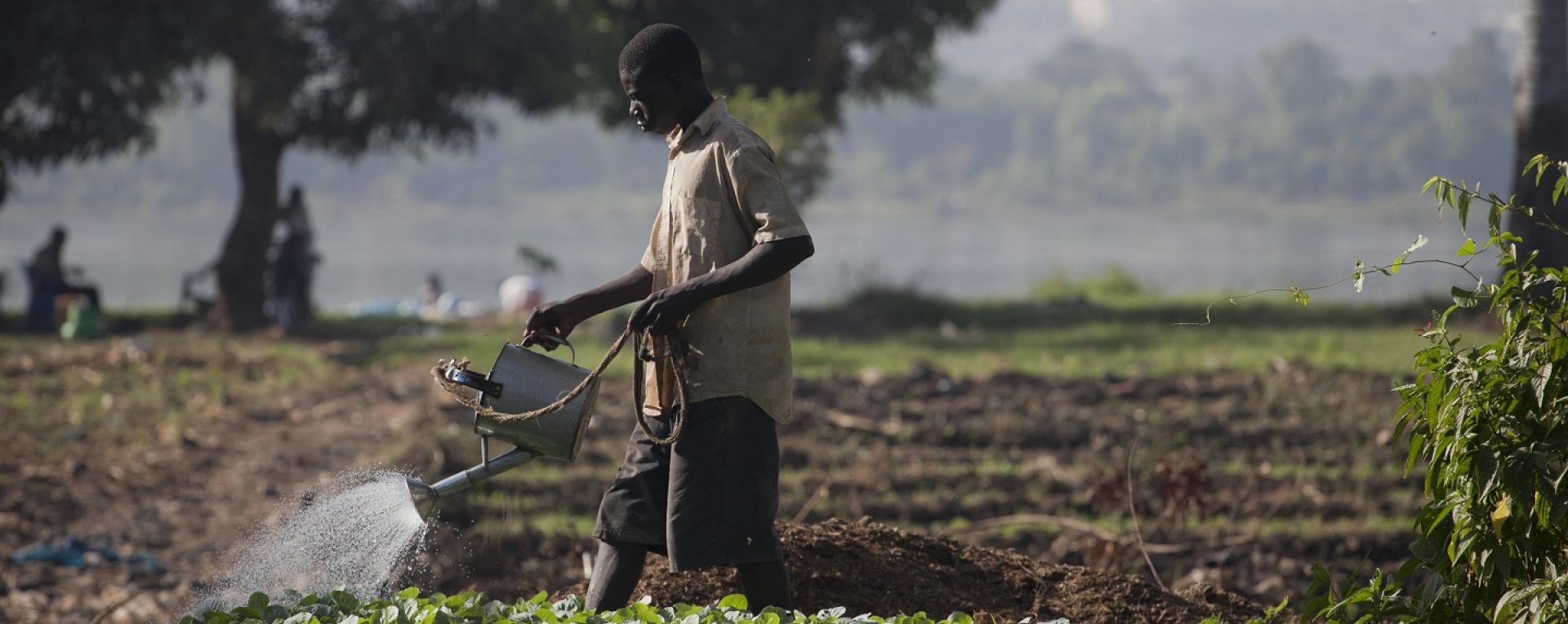 Farmer watering crop field