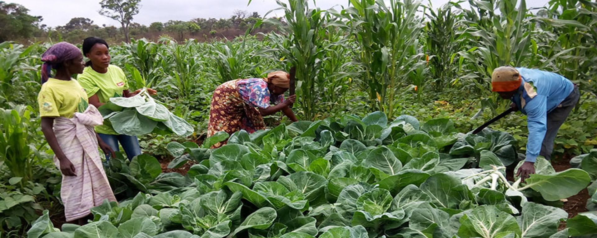 Farmers harvesting crops in Angola