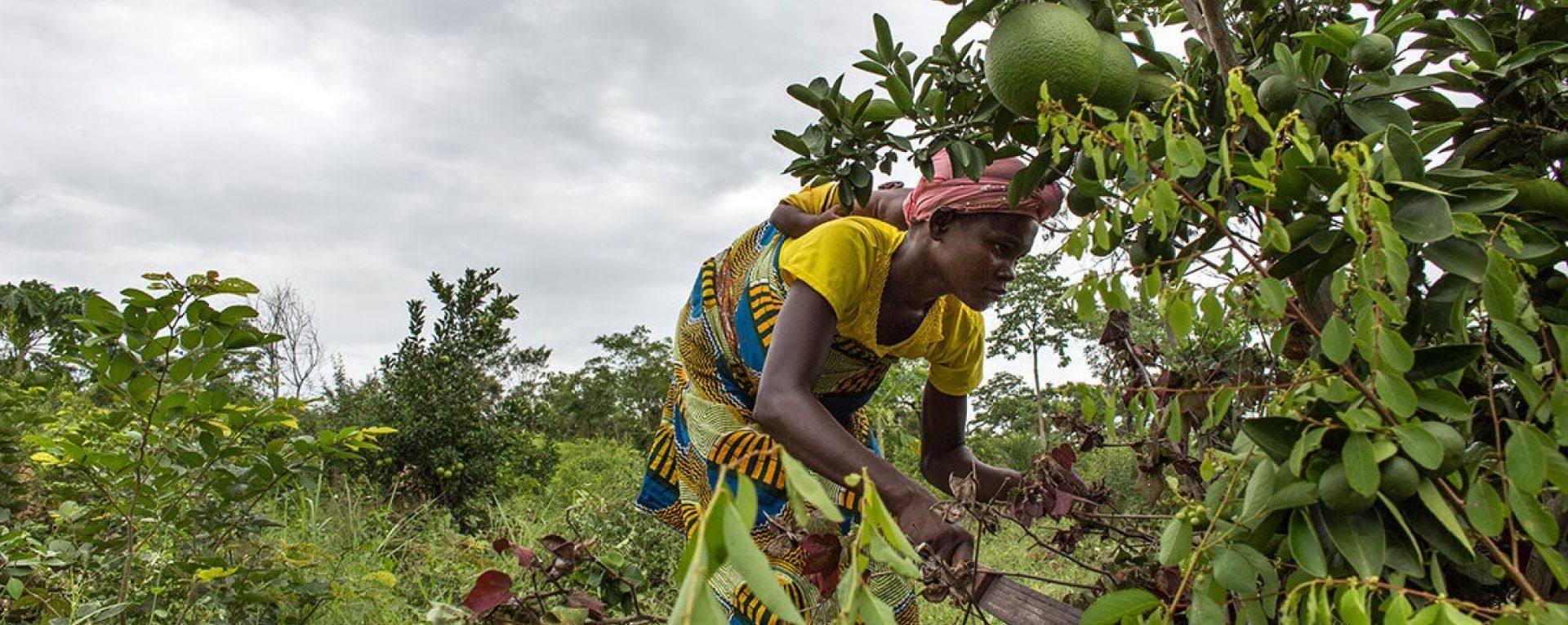 Woman harvesting crops