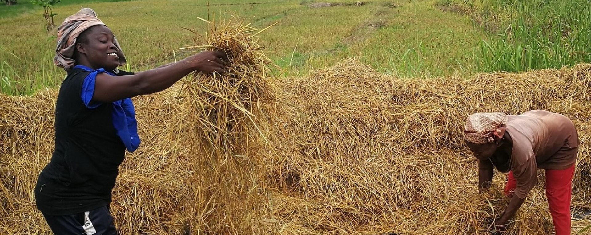 Farmers working in a crop field