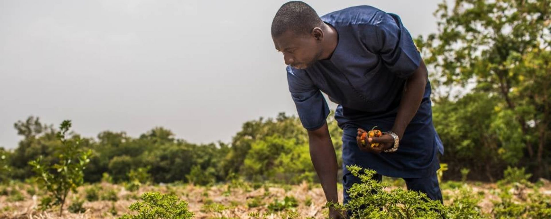 Farmers working in a crop field