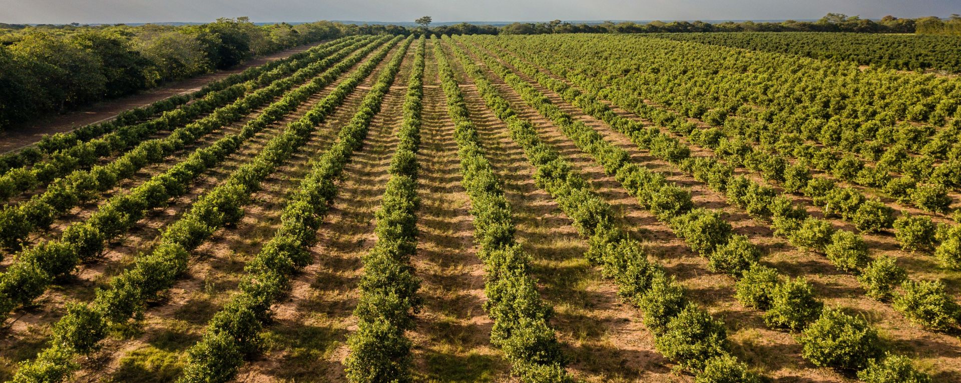 Lanscape of crops