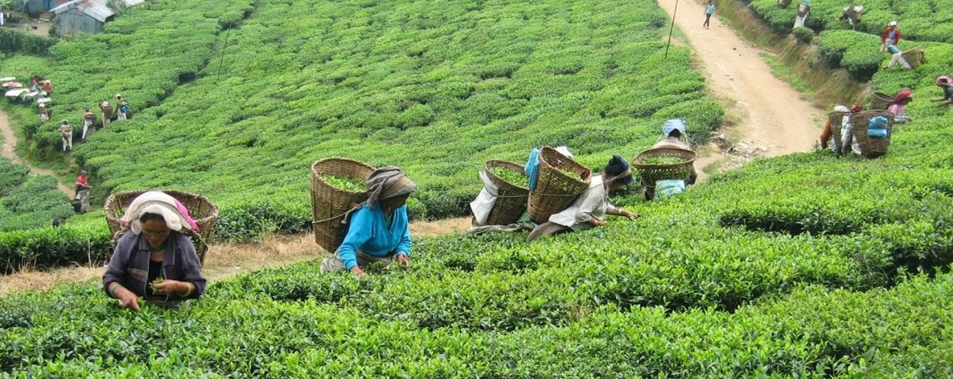 Farmers harvesting crops