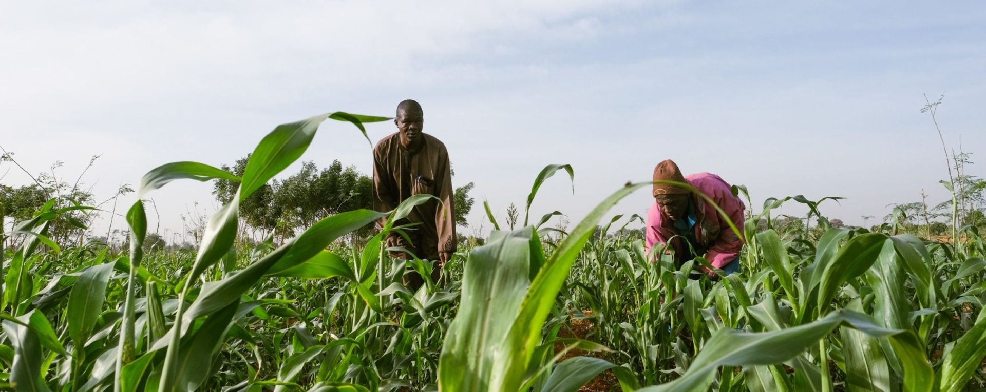Farmers in field