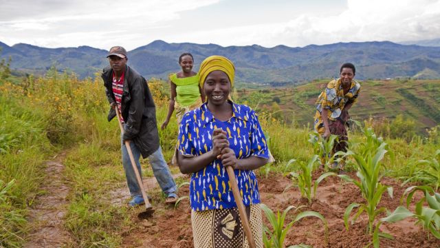 Farmers working in a crop field