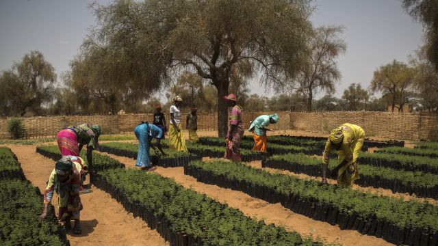 Women gardening in Cote D'Ivoire