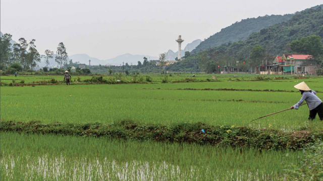 Farmer in a field