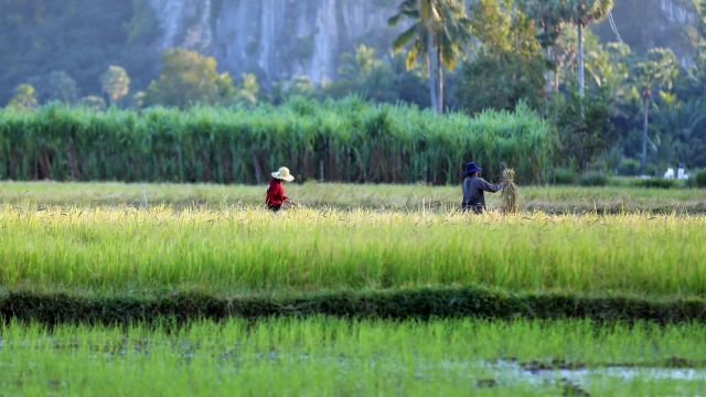 Farmers working in a crop field
