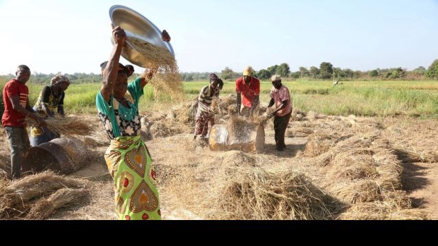 Farmers sifting grain