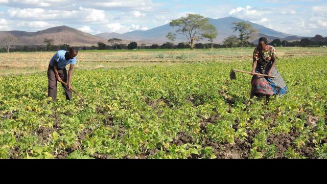 Tanzanian farmers in a field
