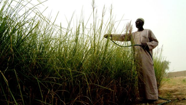 Farmer watering crops