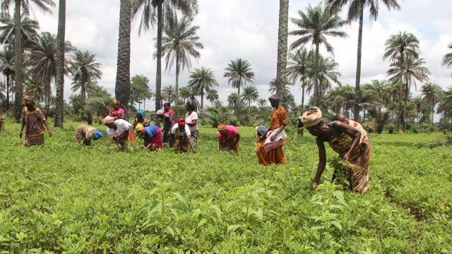 Farmers harvesting crops