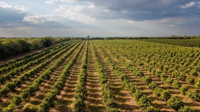 Lanscape of crops
