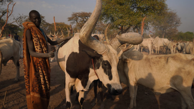 Man with cattle