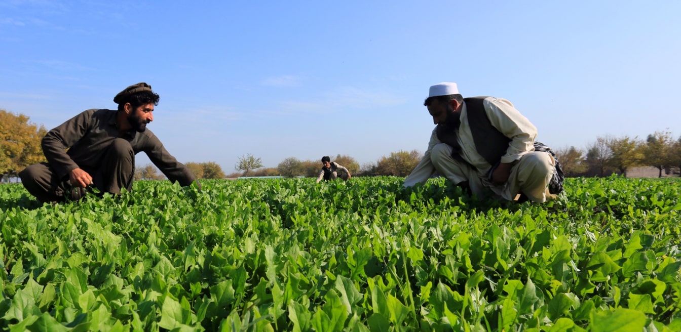 50 By 30 Data Smart Agriculture