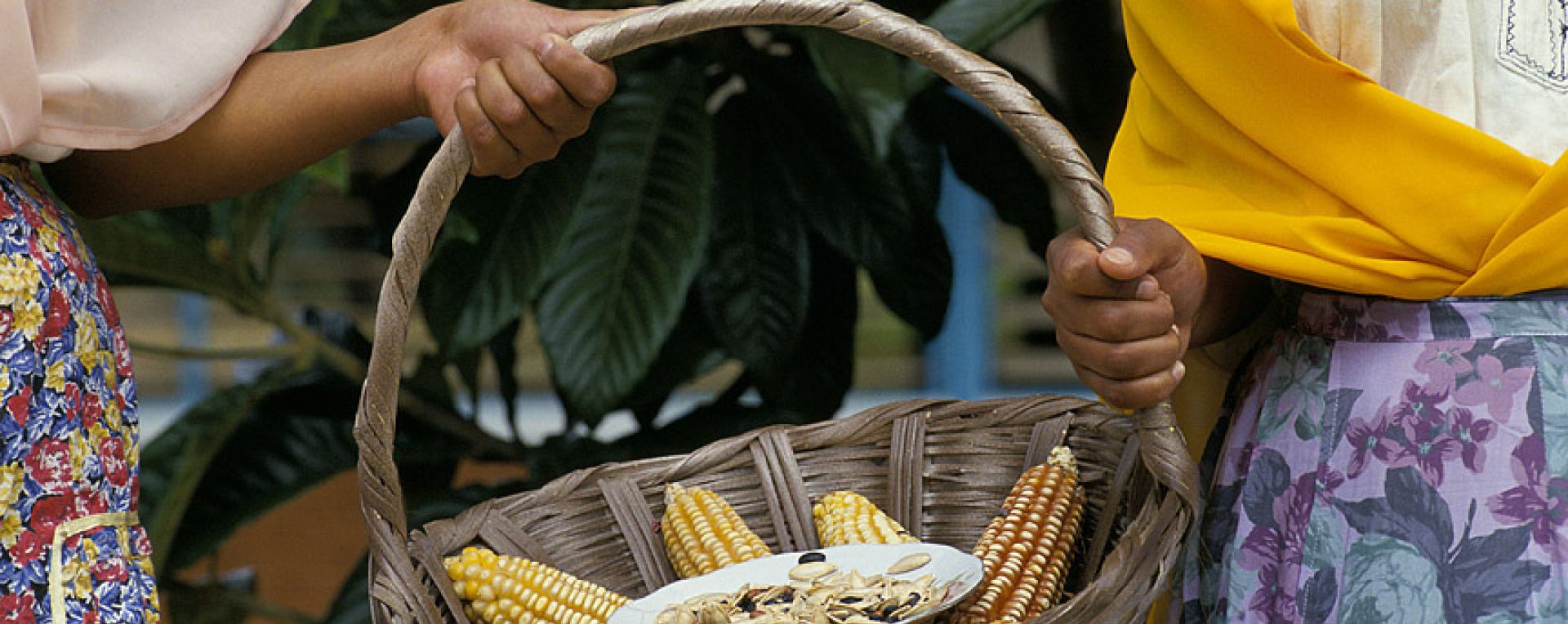 Basket of corn cobs