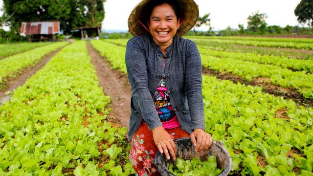 Woman with basket harvesting crops