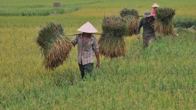 Farmers harvesting rice in Cambodia